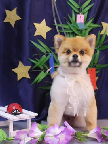 20230717たぬきちくん